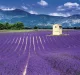 Kalendář Provence - vázanka