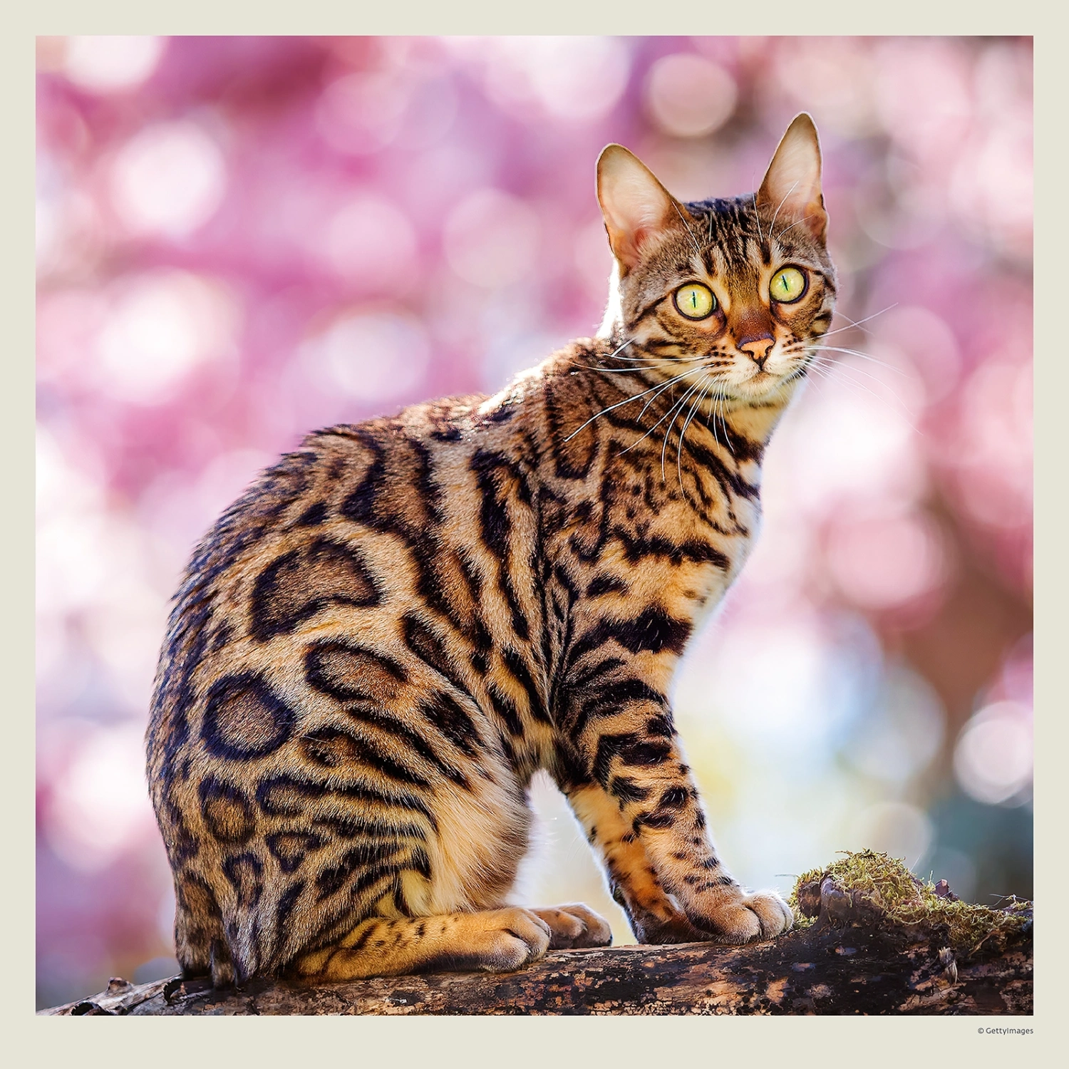 Kalendár Cats