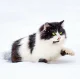 Kalendář Cats