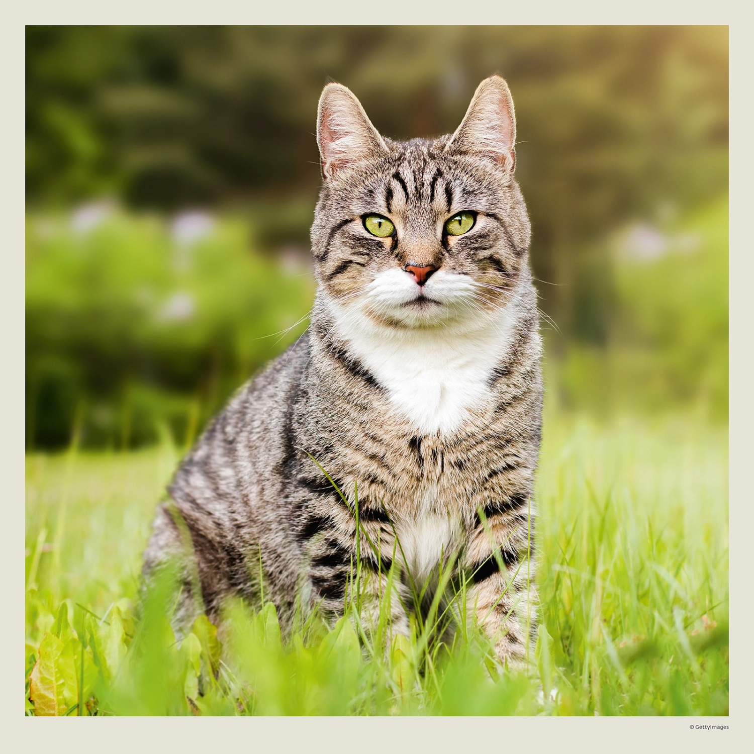 Kalendář Cats