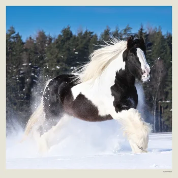 Kalendář Horses