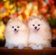 Kalendár Dogs
