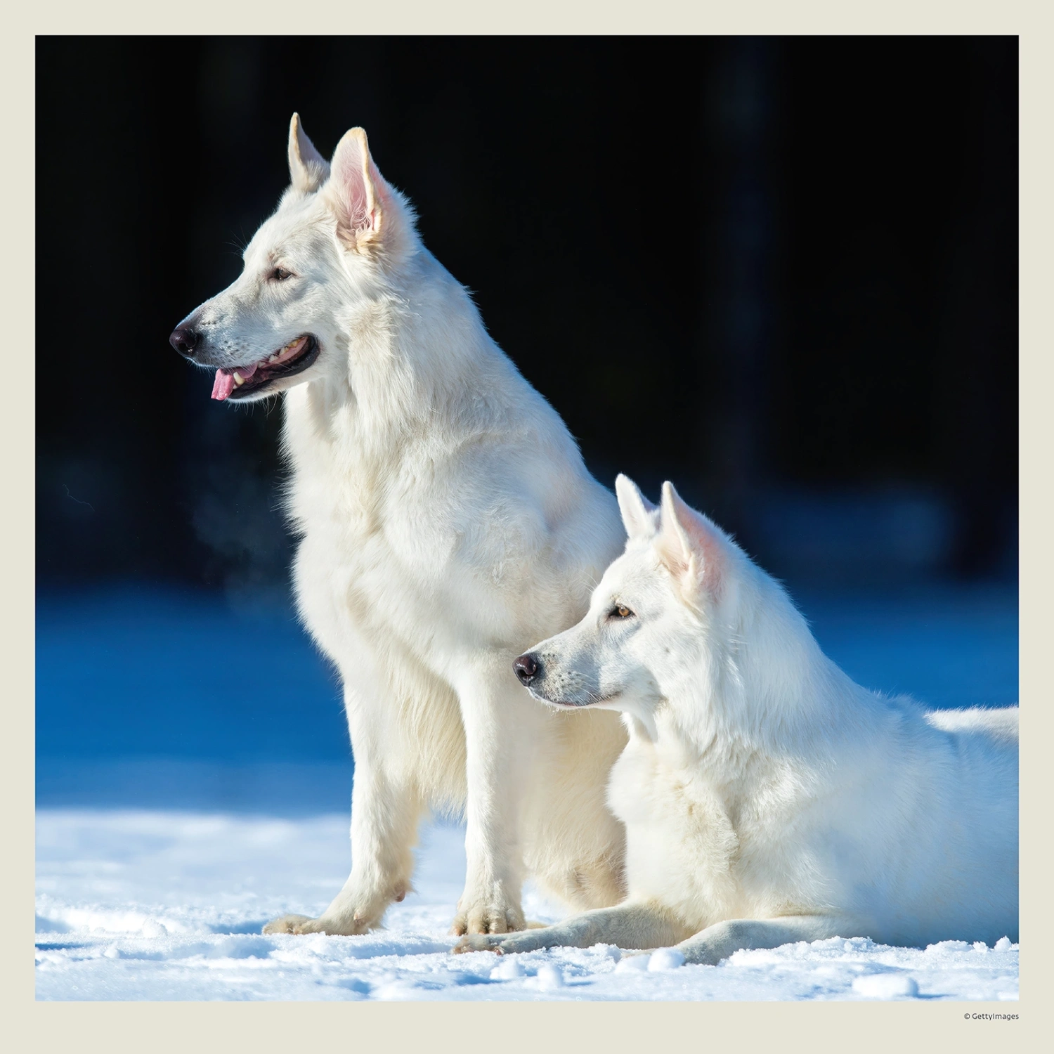 Kalendár Dogs