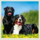 Kalendár Dogs
