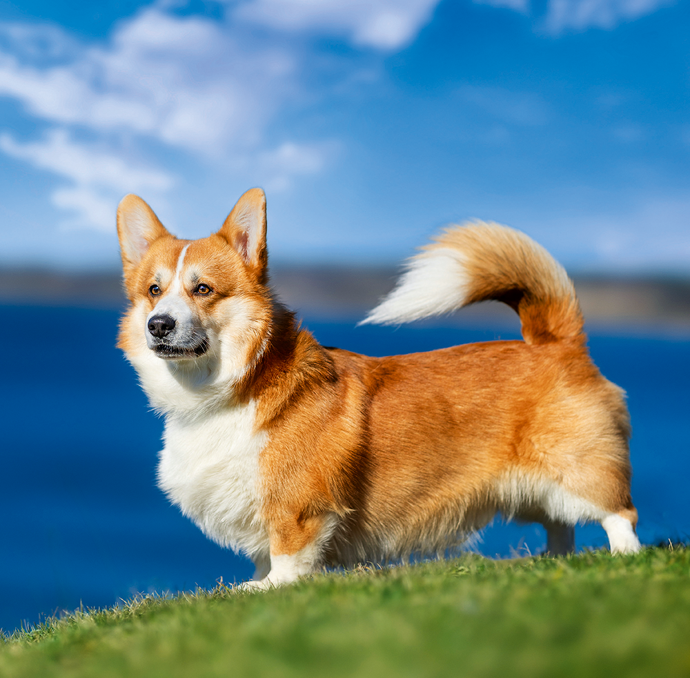Kalendár Dogs