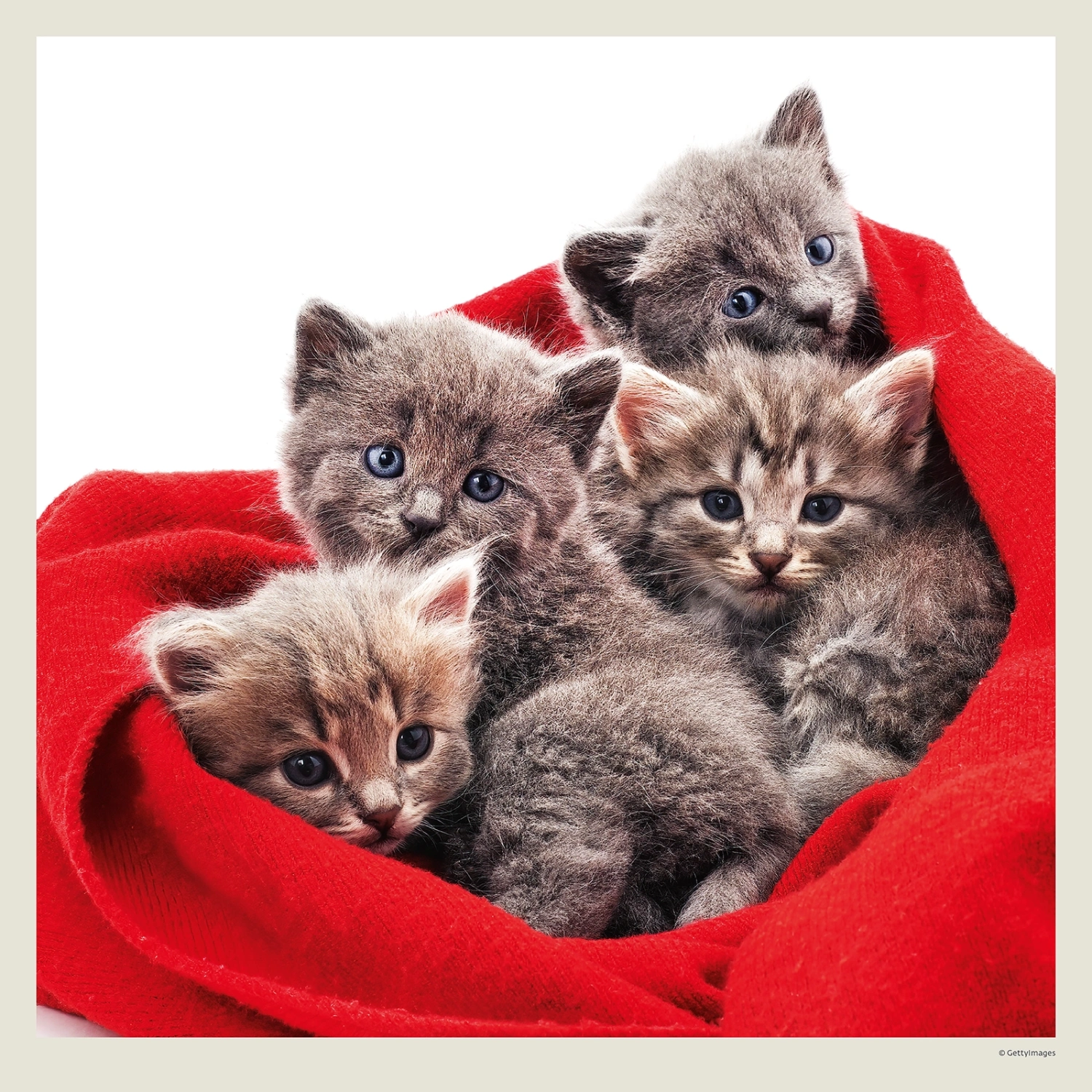 Kalendár Cats
