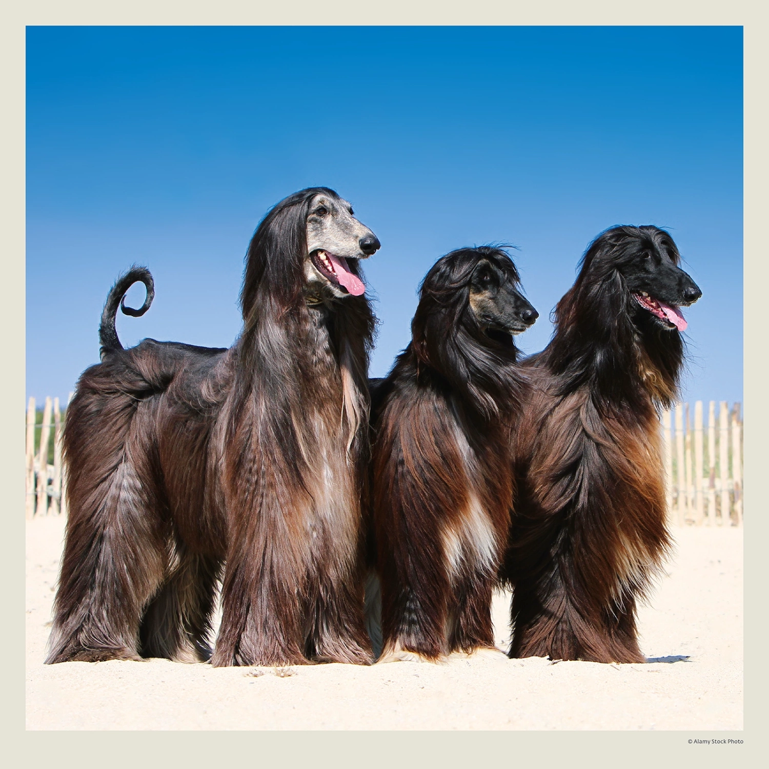 Kalendár Dogs