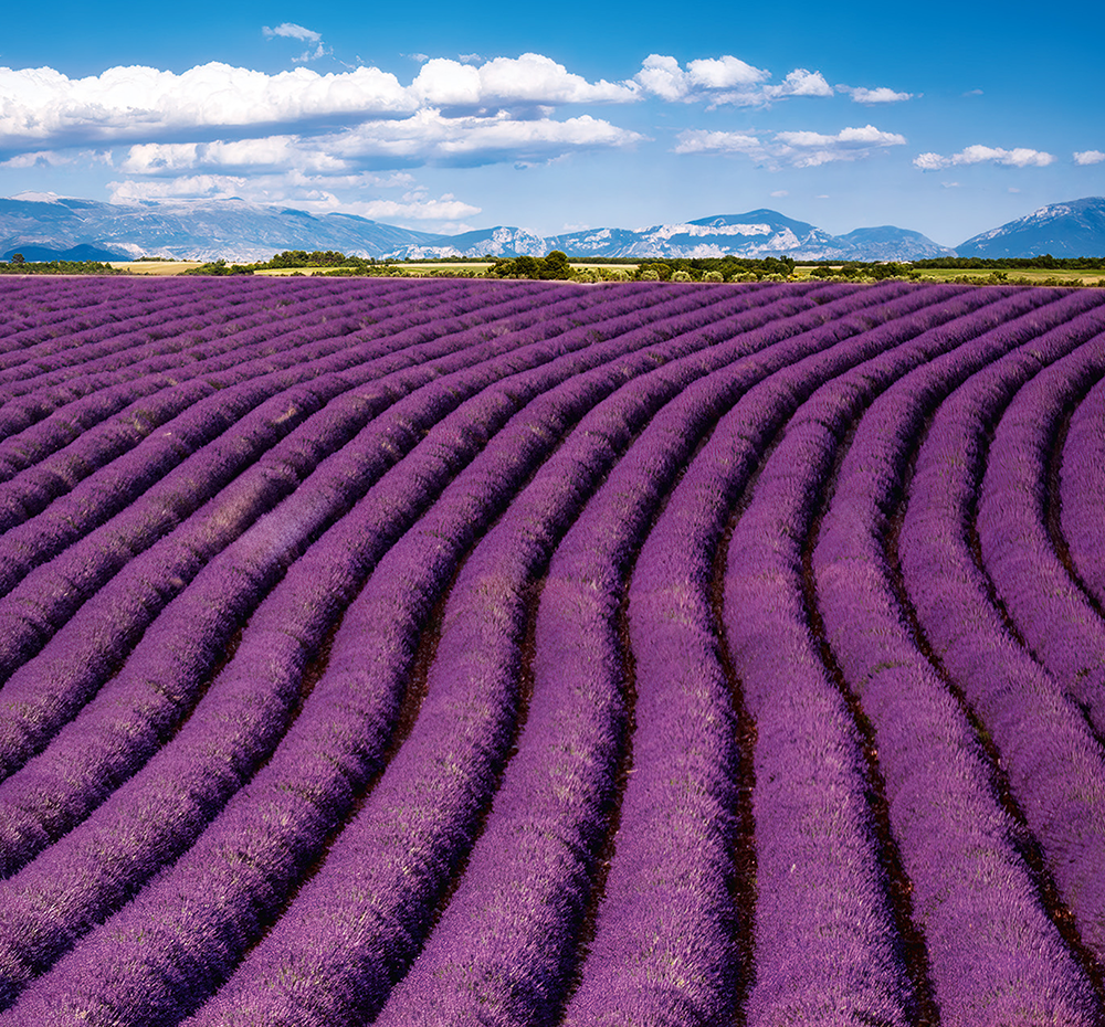 Kalendář Provence - vázanka