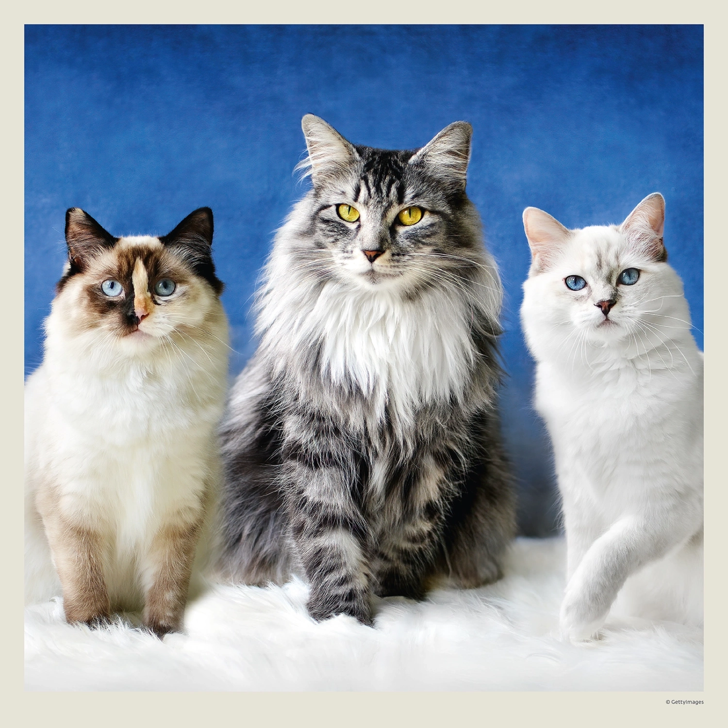 Kalendář Cats