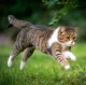 Kalendář Cats