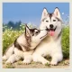 Kalendár Dogs