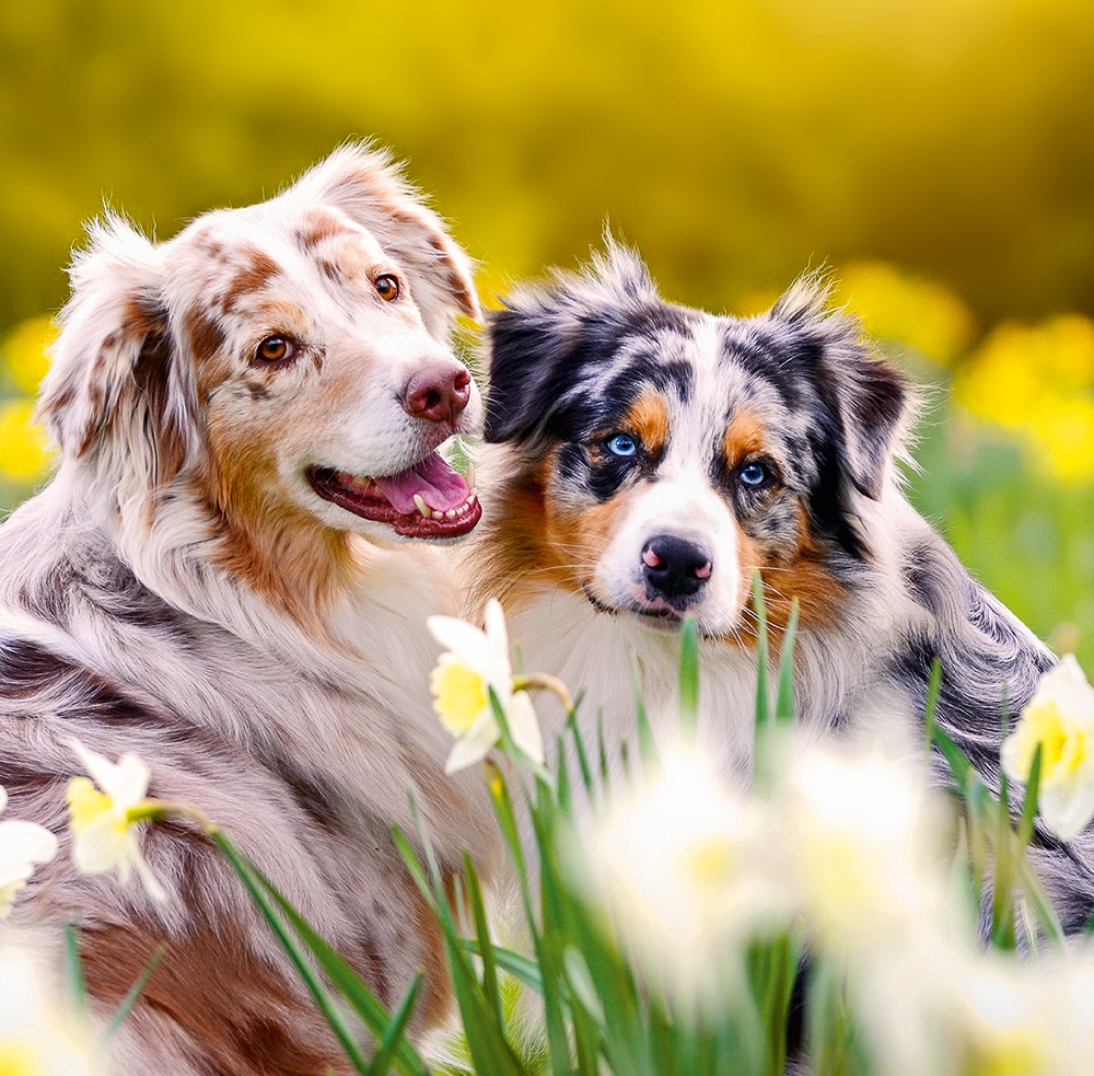 Kalendár Dogs
