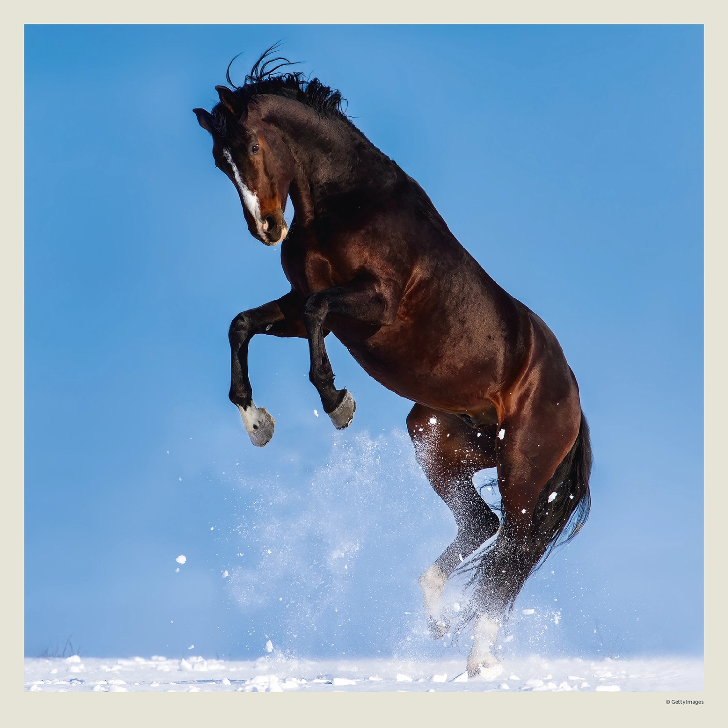 Kalendář Horses