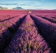Kalendář Provence - vázanka