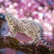 Kalendář Cats