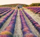 Kalendář Provence - vázanka