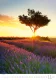 Kalendář Provence Kalendář Provence