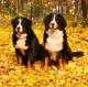 Kalendár Dogs