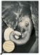 Dřevěný obraz Little Elephant Dřevěný obraz Little Elephant