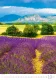 Kalendář Provence Kalendář Provence