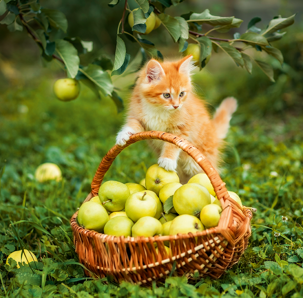 Kalendář Cats