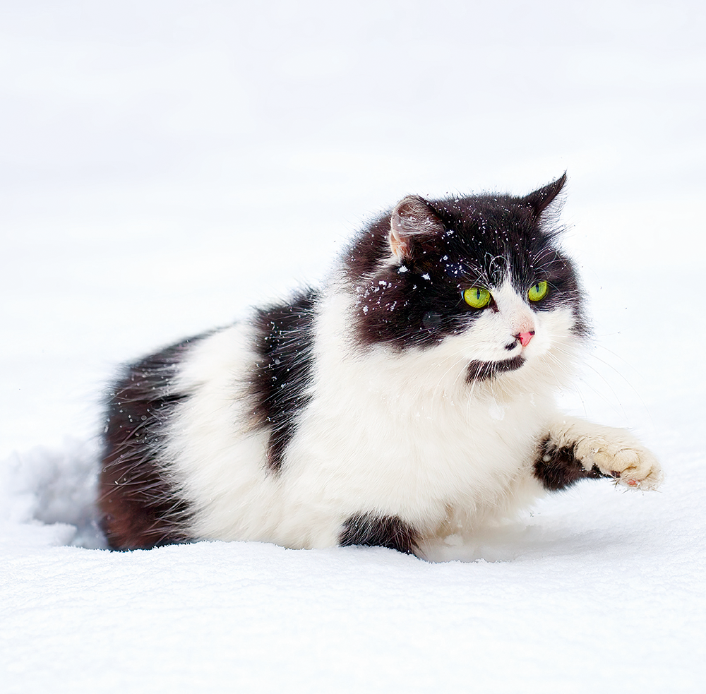 Kalendář Cats