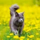 Kalendář Cats