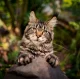 Kalendář Cats
