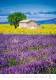 Kalendář Provence Kalendář Provence
