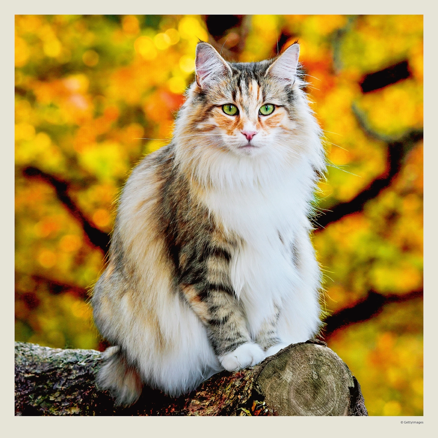 Kalendář Cats