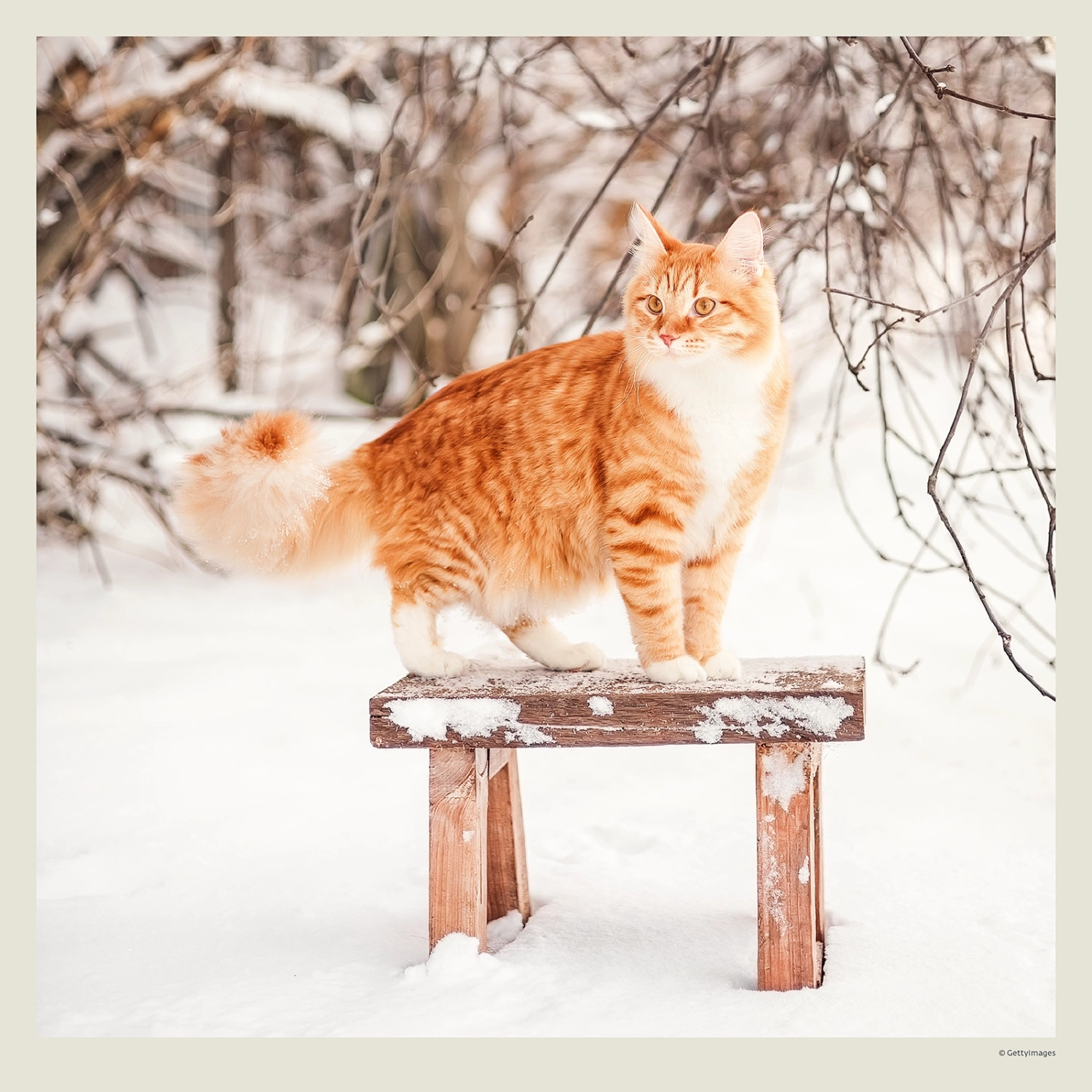 Kalendár Cats
