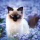 Kalendář Cats