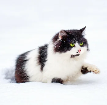 Kalendář Cats