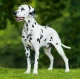 Kalendár Dogs