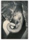 Dřevěný moderní obraz na stěnu se zvířaty Little Elephant (slon), černobílý obraz Dřevěný moderní obraz na stěnu se zvířaty Little Elephant (slon), černobílý obraz