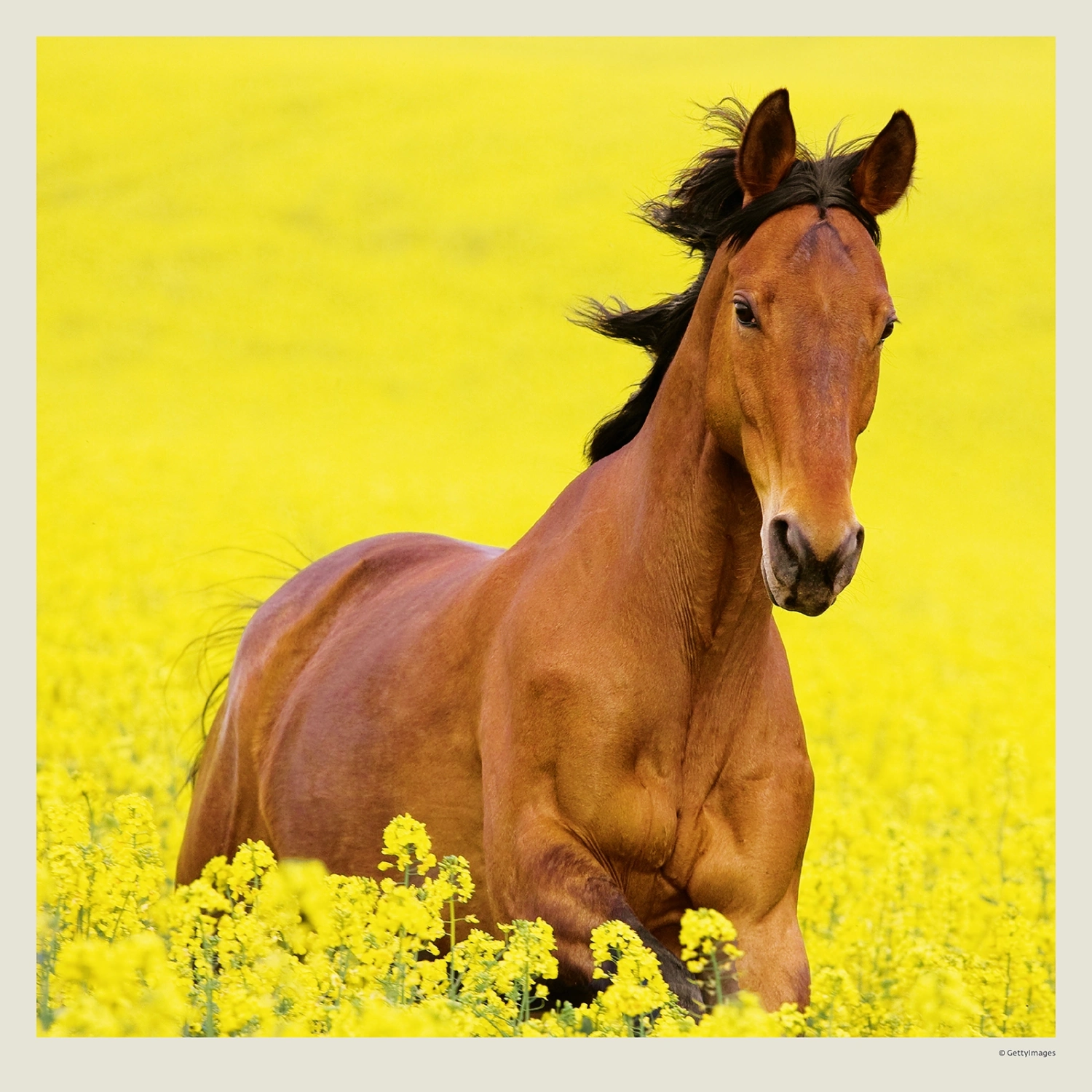Kalendář Horses