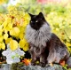 Kalendář Cats