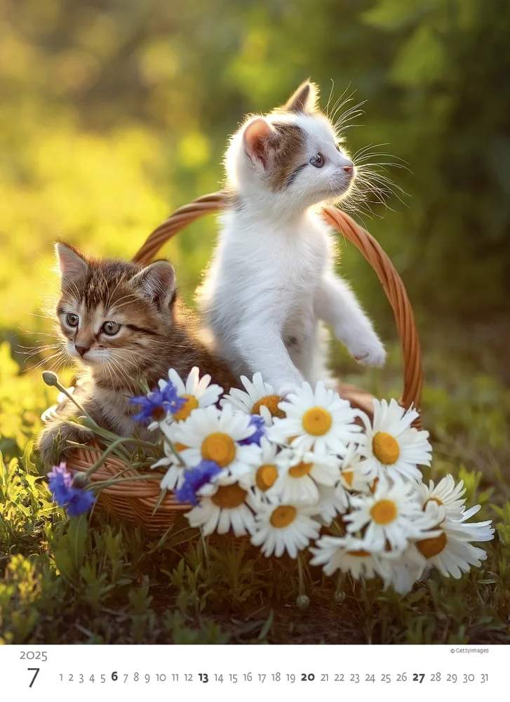Kalendář Koťátka