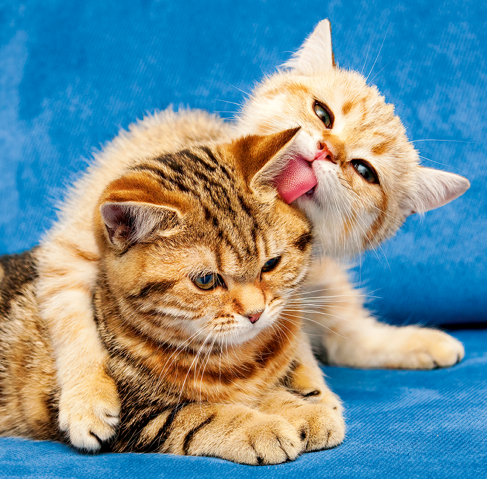 Kalendář Cats