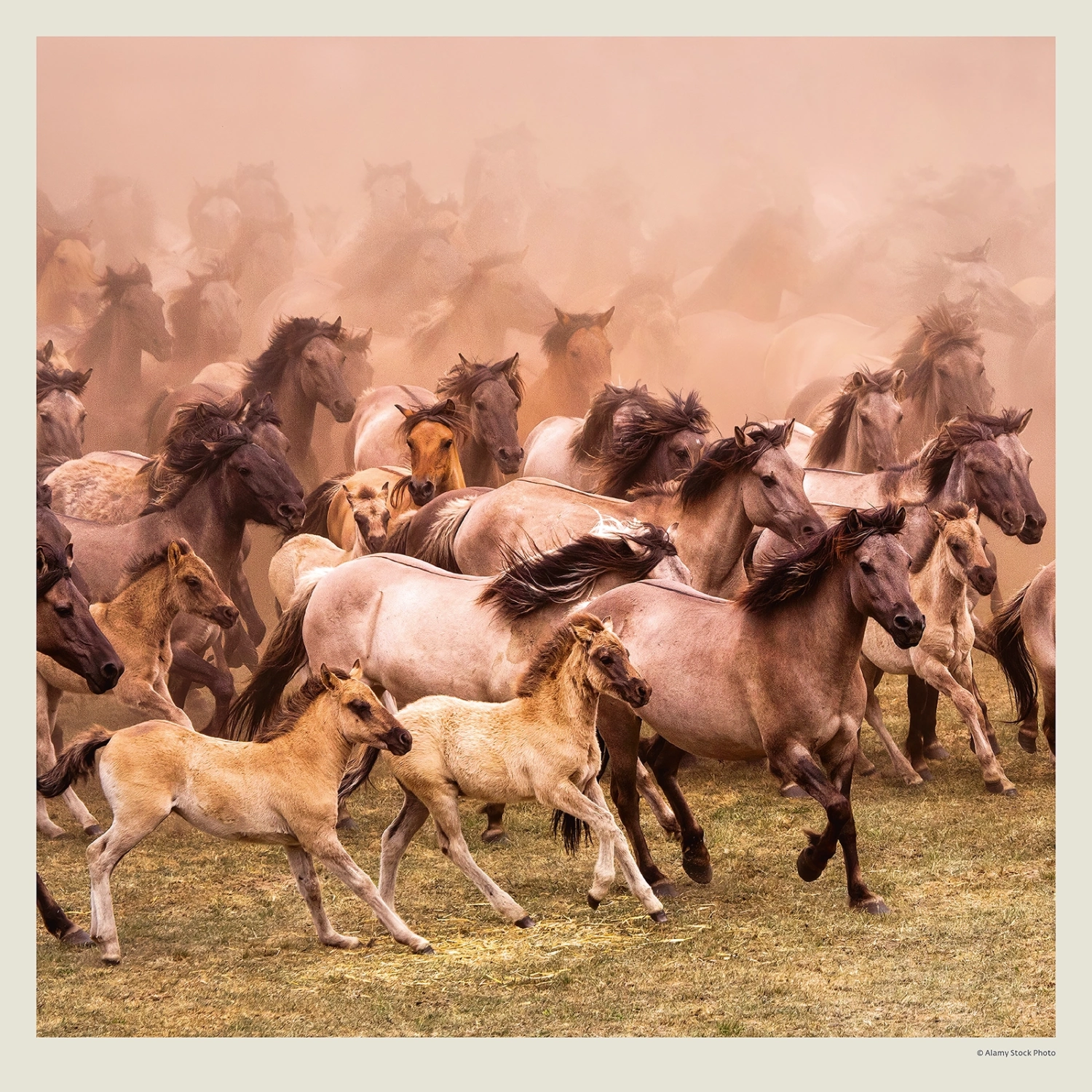Kalendář Horses