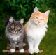 Kalendář Cats