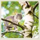 Kalendář Cats Kalendář Cats