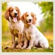 Kalendár Dogs