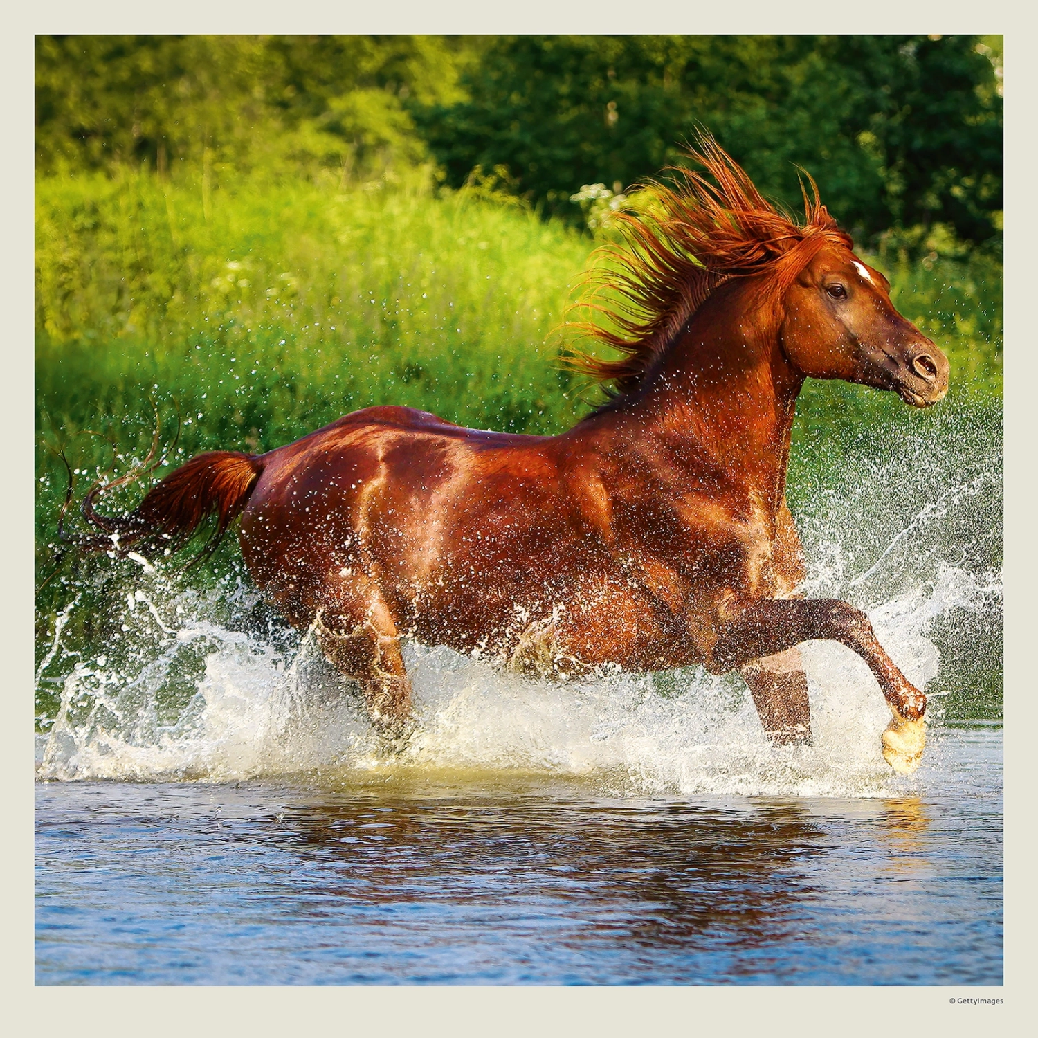 Kalendář Horses